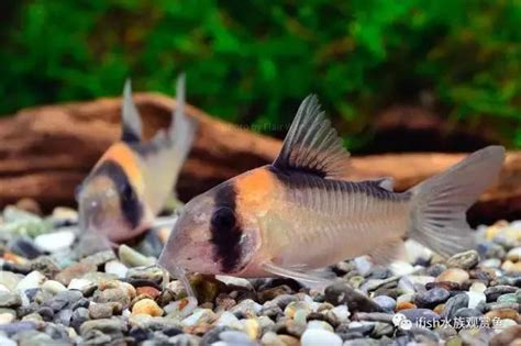 易養淡水魚|新手養魚，觀賞魚，好看好養的十大淡水觀賞魚推薦